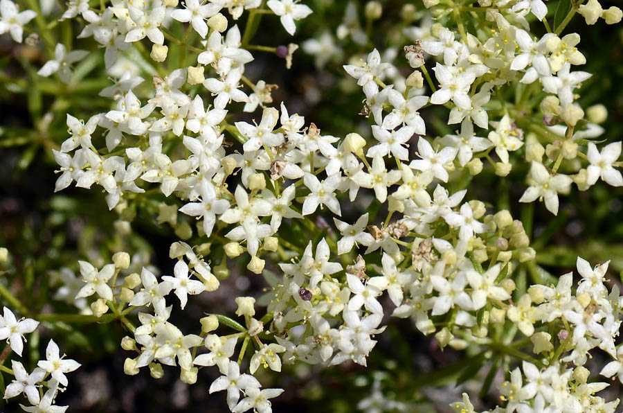 Galium anisophyllon / Caglio alpino